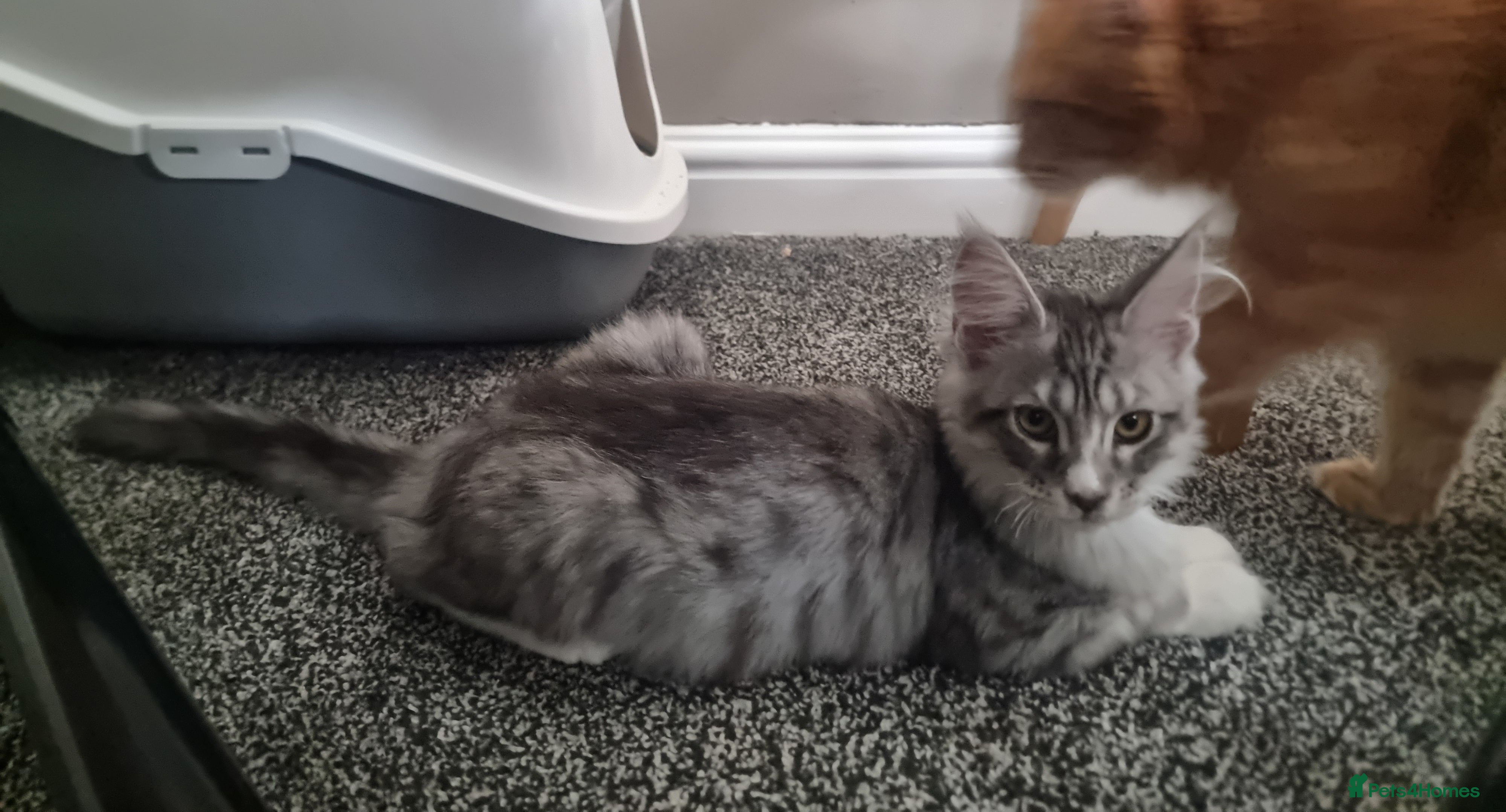 Maine Coon cats for sale: LAST ONE BEAUTYFULL KITTENS Tica Reg.!! - Advert 9