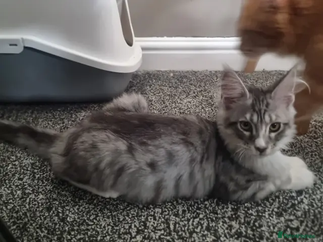 Maine Coon cats for sale: LAST ONE BEAUTYFULL KITTENS Tica Reg.!! - Advert 9