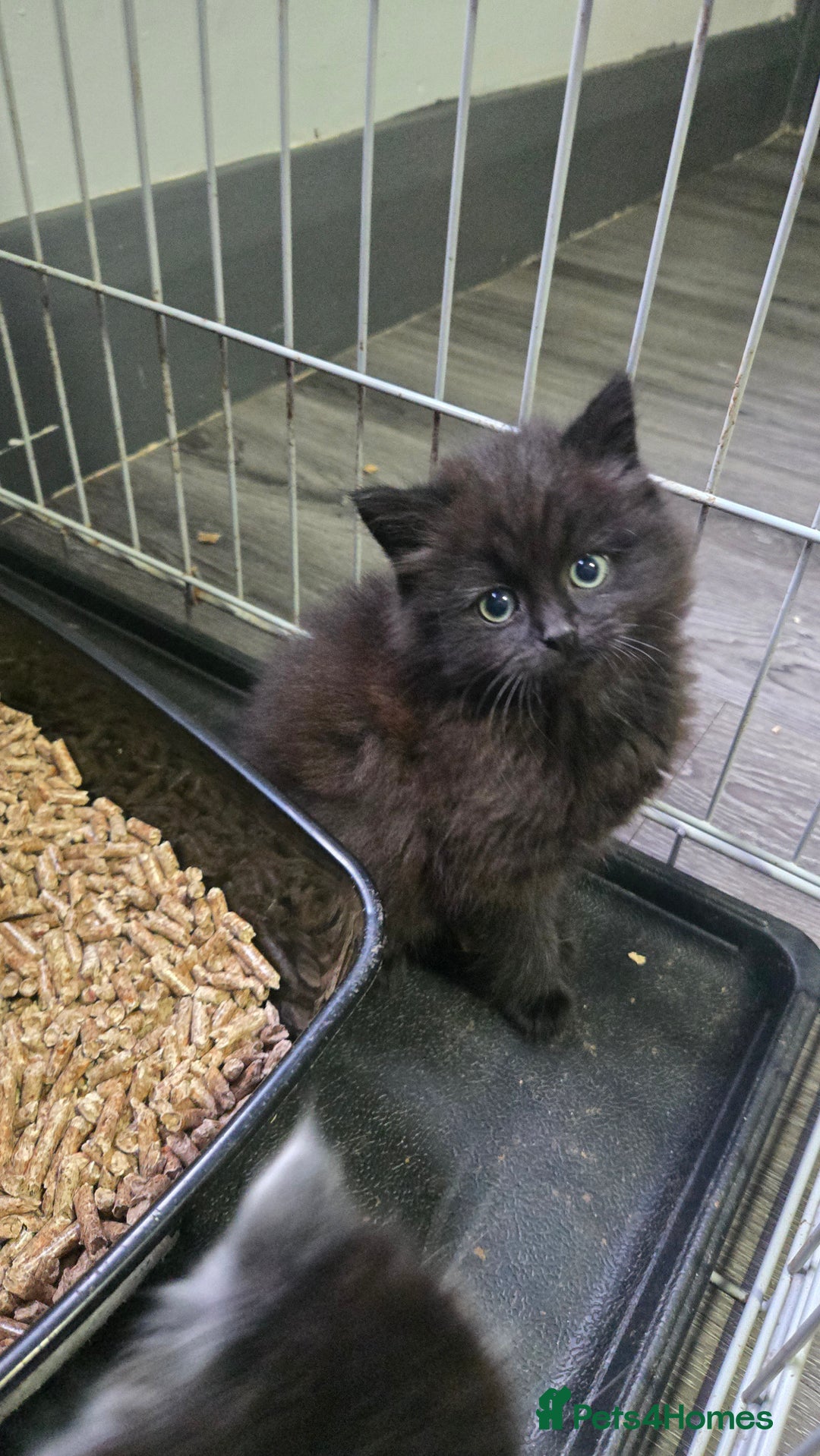 Mixed Breed cats for sale: Black fluffy female kitten  - Advert 4