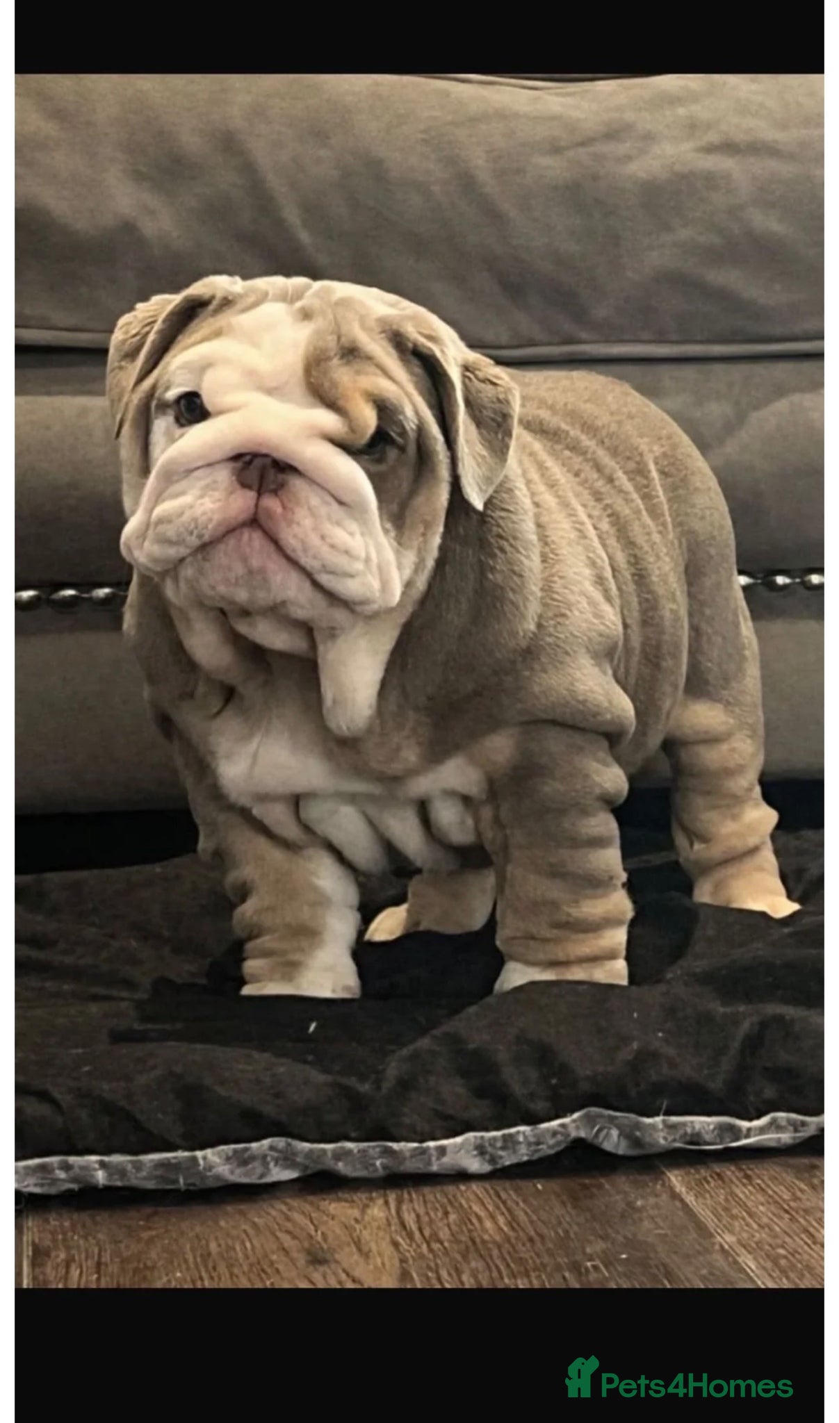 English Bulldog dogs English bulldog female  - Advert 1