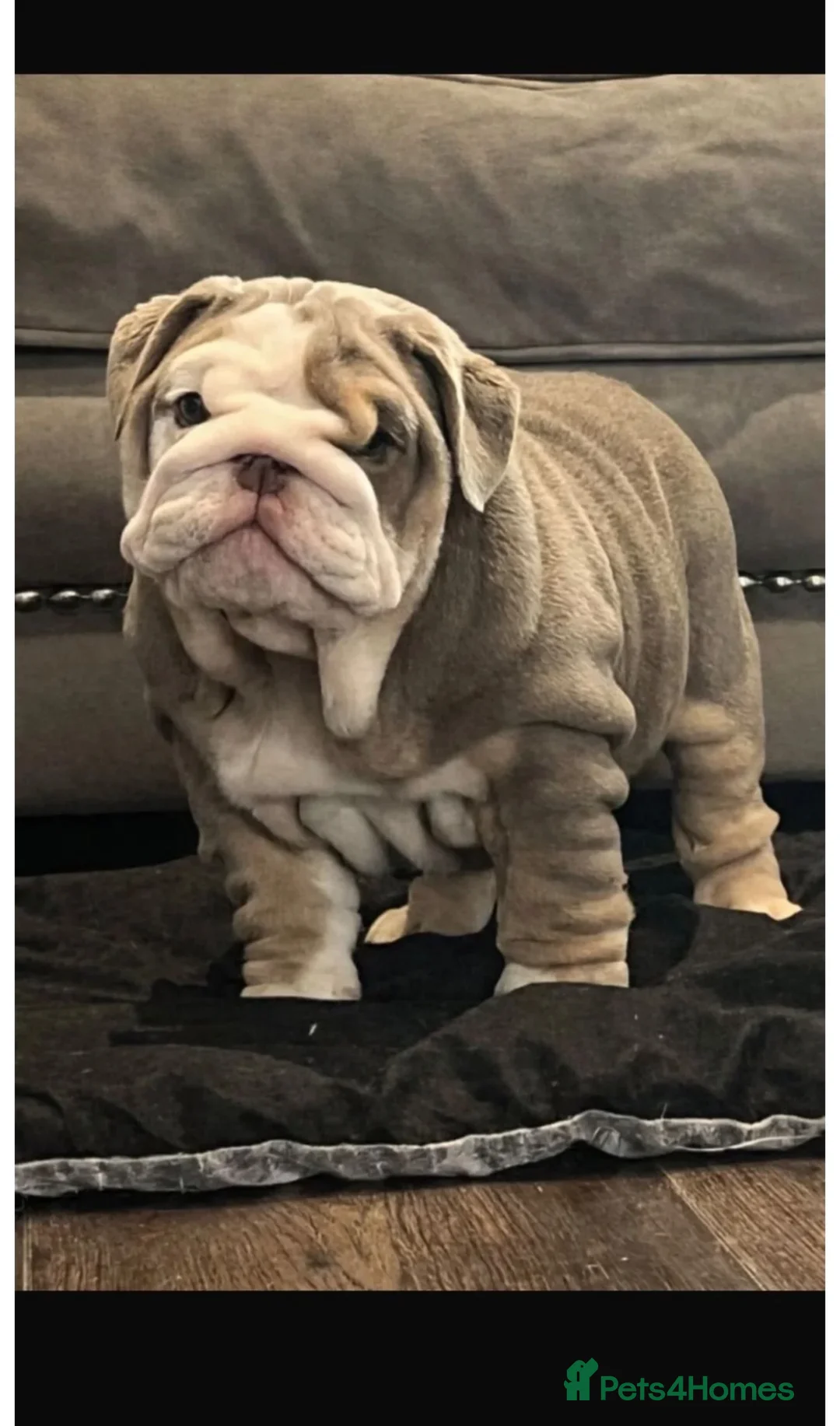 English Bulldog dogs for sale: English bulldog female  - Advert 1