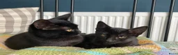 Domestic Shorthair cats for adoption: Star & Dandelion, kitten pair  - Advert 3