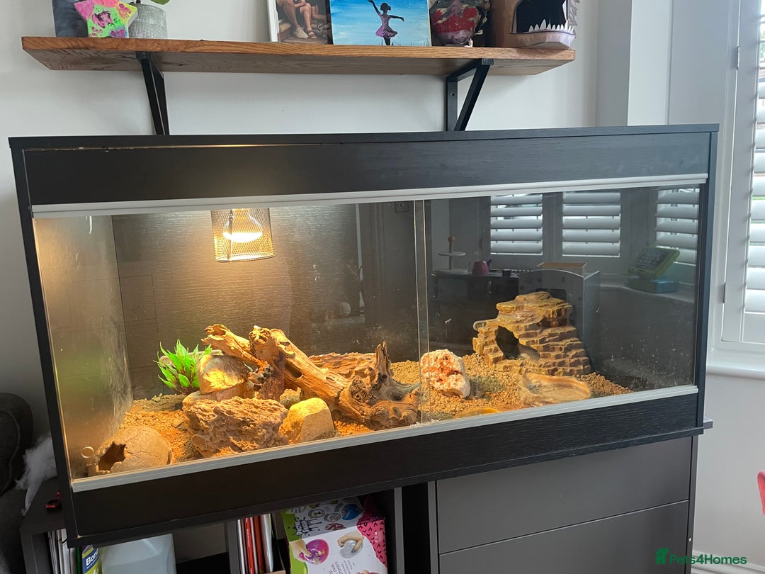 Bearded Dragon reptiles for sale: Rocky the Bearded Dragon - Image 2