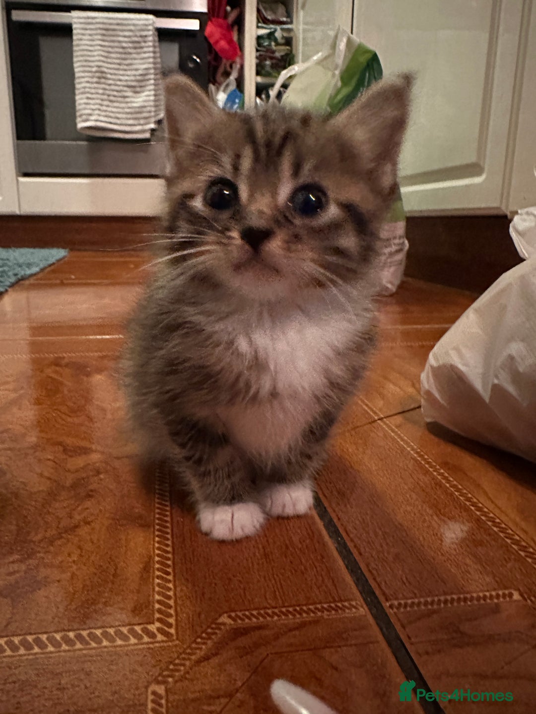 Mixed Breed cats for sale: Ragdoll Cross Kittens, 2 boys 1 girl - Advert 3