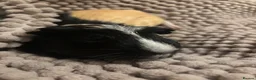 Guinea Pig rodents for sale: 2 Male Guinea pigs for adoption bonded - Advert 1