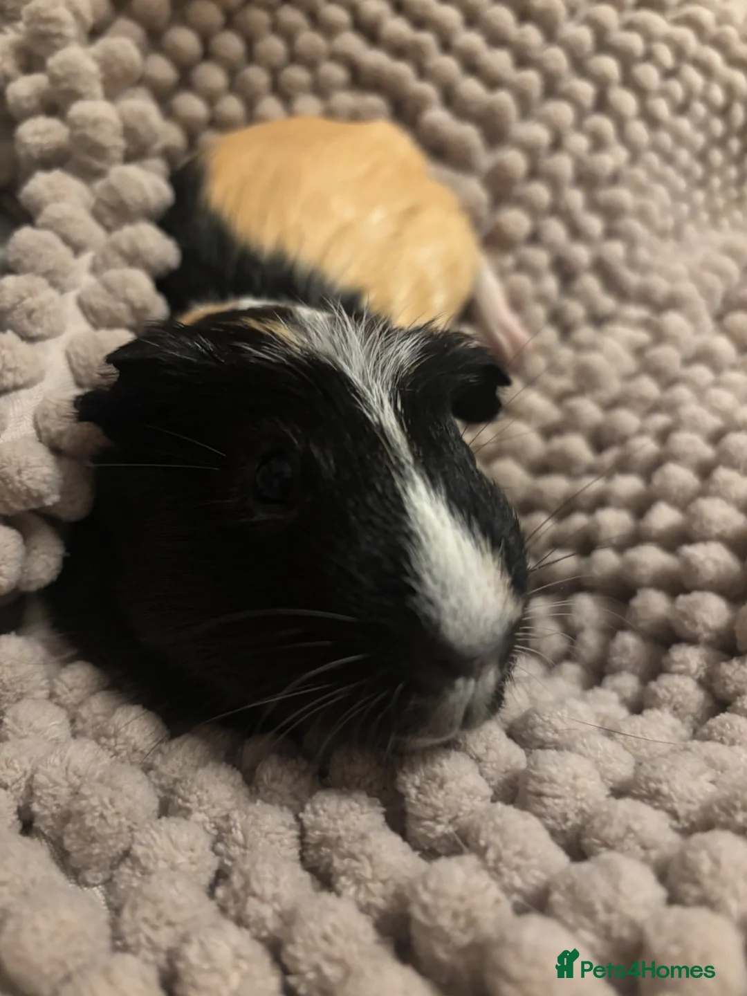 Guinea Pig rodents for sale: 2 Male Guinea pigs for adoption bonded - Advert 1
