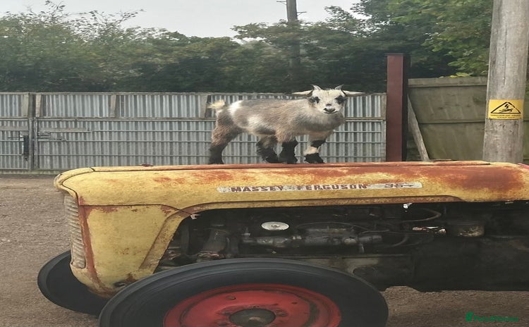 Goats livestock - Advert 2