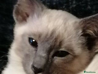 Siamese cats in Stoke-on-Trent - Advert 15