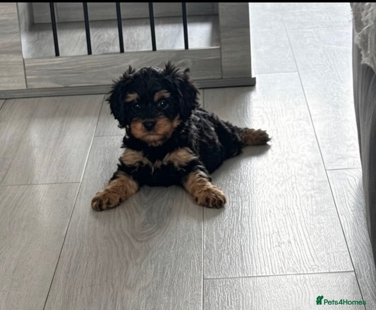 Cavapoo dogs F1 Toy Cavapoos - Advert 4