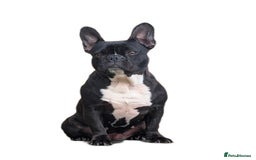 French Bulldog dogs for sale: French bulldog  in Londonderry - Image 5