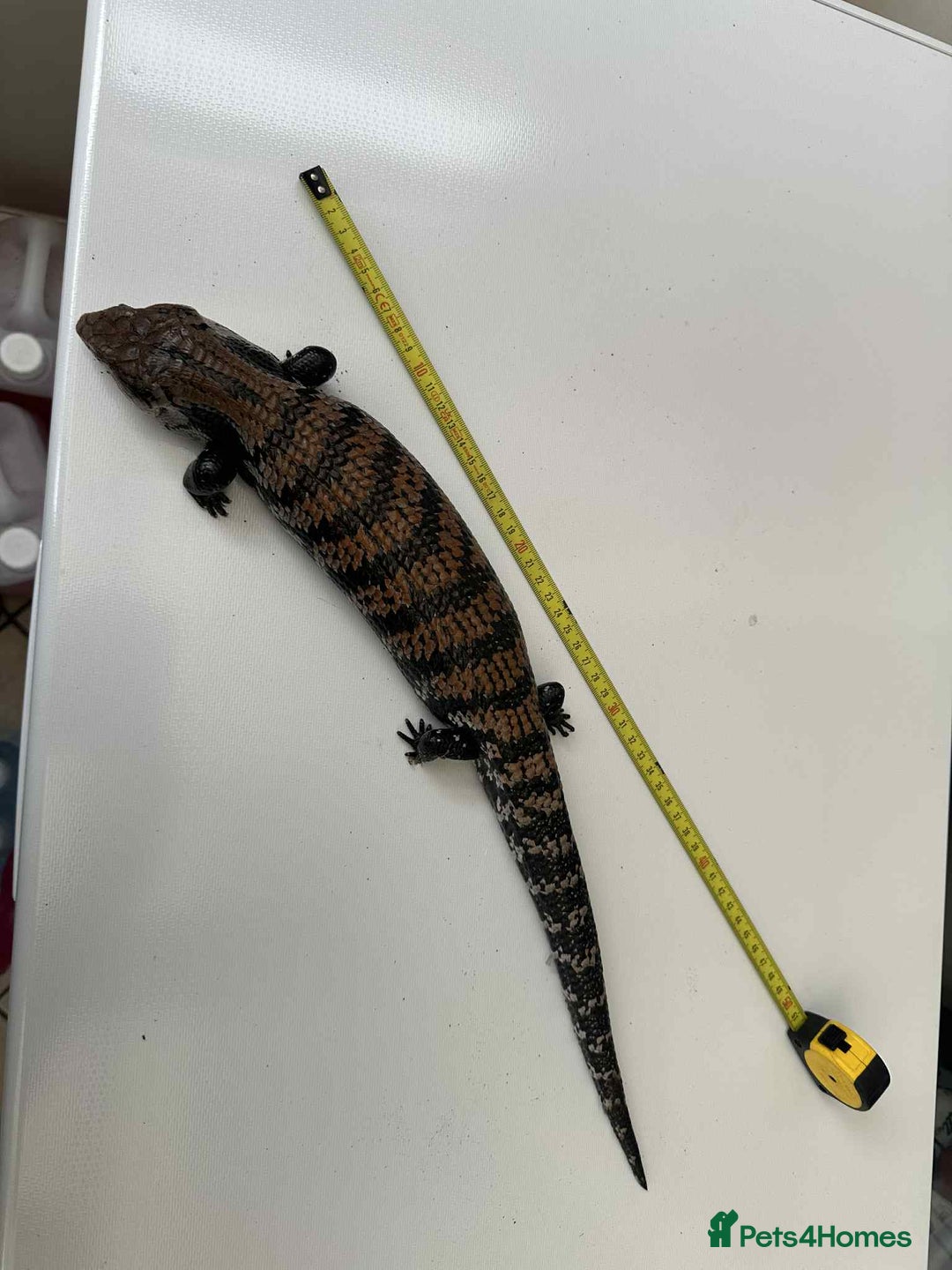 Skink reptiles for sale: Blue tongued skink with full setup and cabinet - Image 2