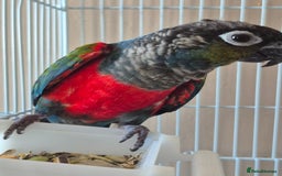 Conures birds for sale: Crimson Red Wing Conure female - Image 7