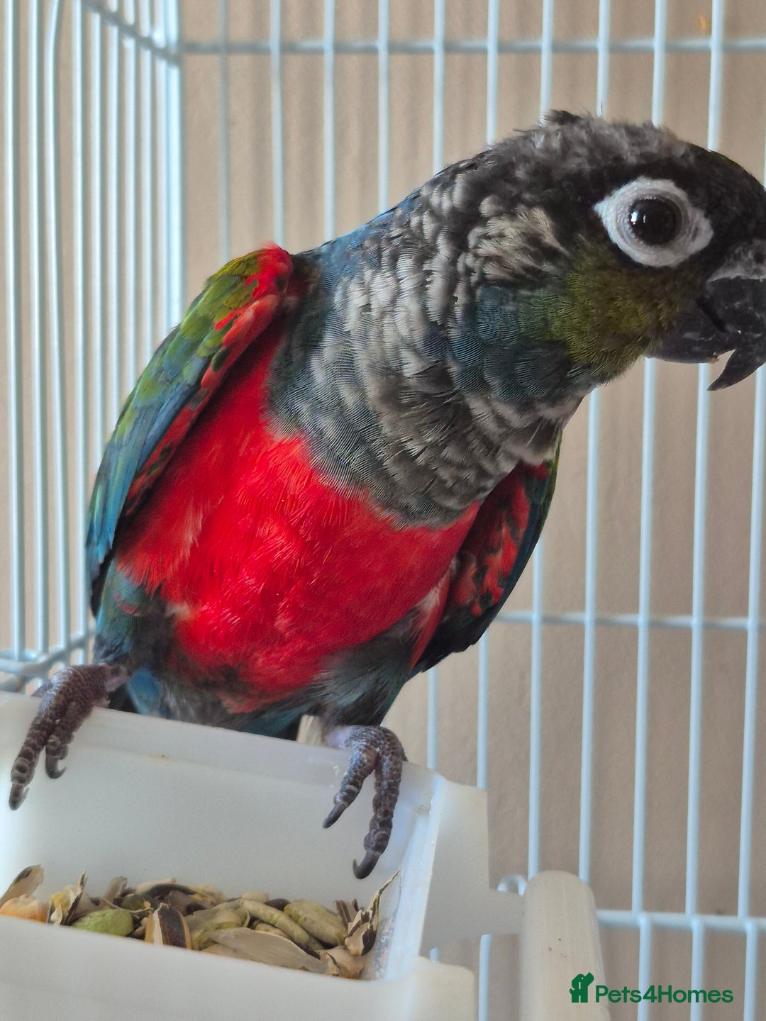 Conures birds for sale: Crimson Red Wing Conure female - Image 7