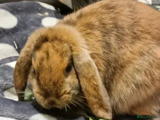 Mini Lop rabbits Pure breed mini lop doe - Advert 1