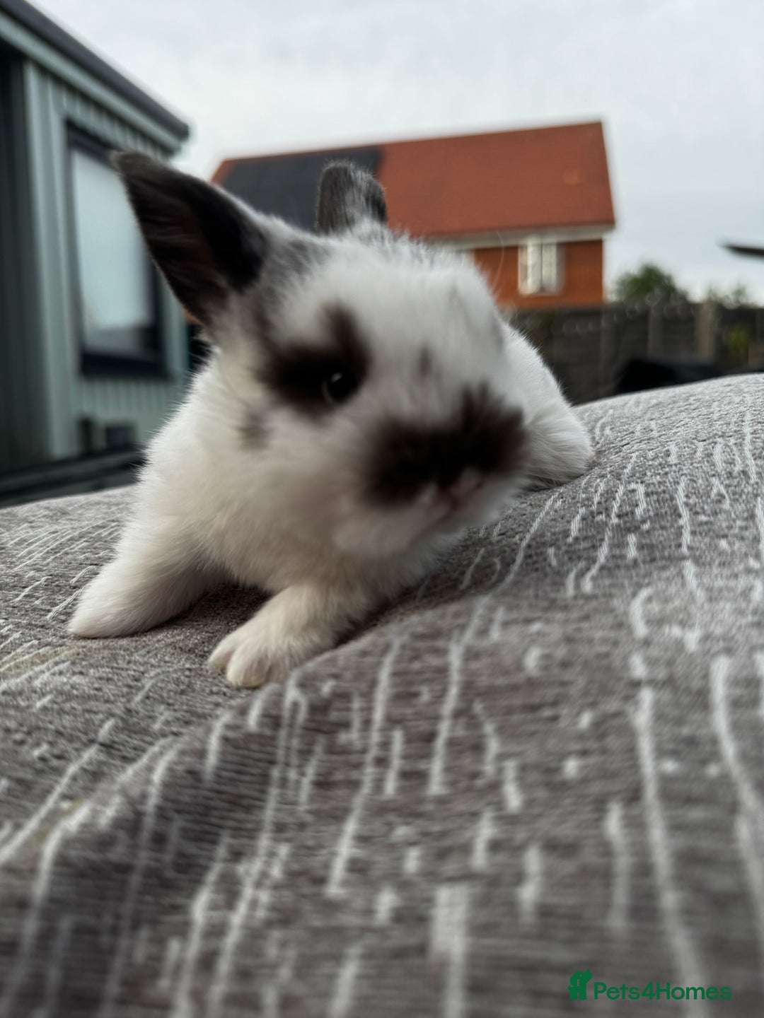 Mini Lop rabbits for sale: Mini Lop Babies ready to reserve - Image 17