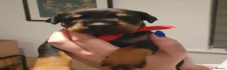 Dobermann dogs for sale: Dobermann puppies  - Advert 7