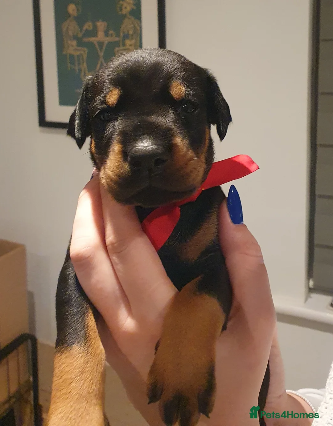 Dobermann dogs for sale: Dobermann puppies  - Advert 7