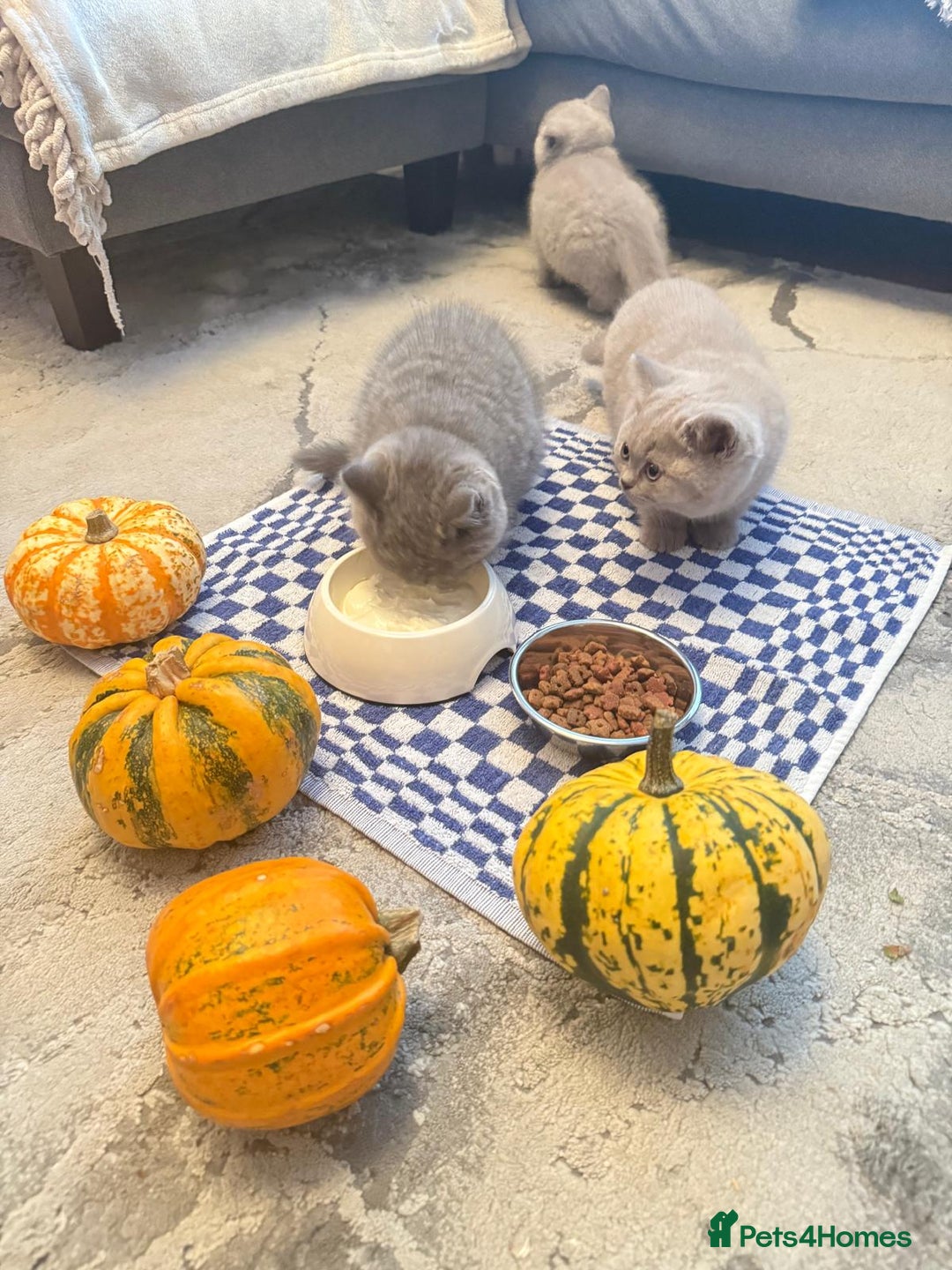 British Shorthair cats for sale: 💙GCCF MALE BSH KITTENS OUTSTANDING CHAMPION LINES - Image 9