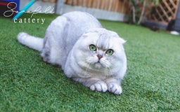 Scottish Fold cats for sale: Looking for a Loving Home for KINDER - Image 1