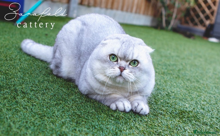 Scottish Fold cats - Advert 4