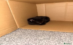 Mixed Breed cats for sale: 4 gorgeous black striped kittens - Image 6
