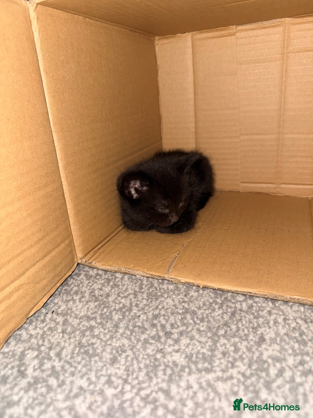 Mixed Breed cats for sale: 4 gorgeous black striped kittens - Image 6