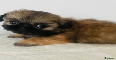 Shih Tzu dogs - Advert 2