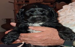 Cocker Spaniel dogs for sale: Adorable Cock-a-tzu puppies  - Image 1