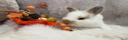 Rex rabbits for sale: Rex x Netherland dwarf  - Advert 18