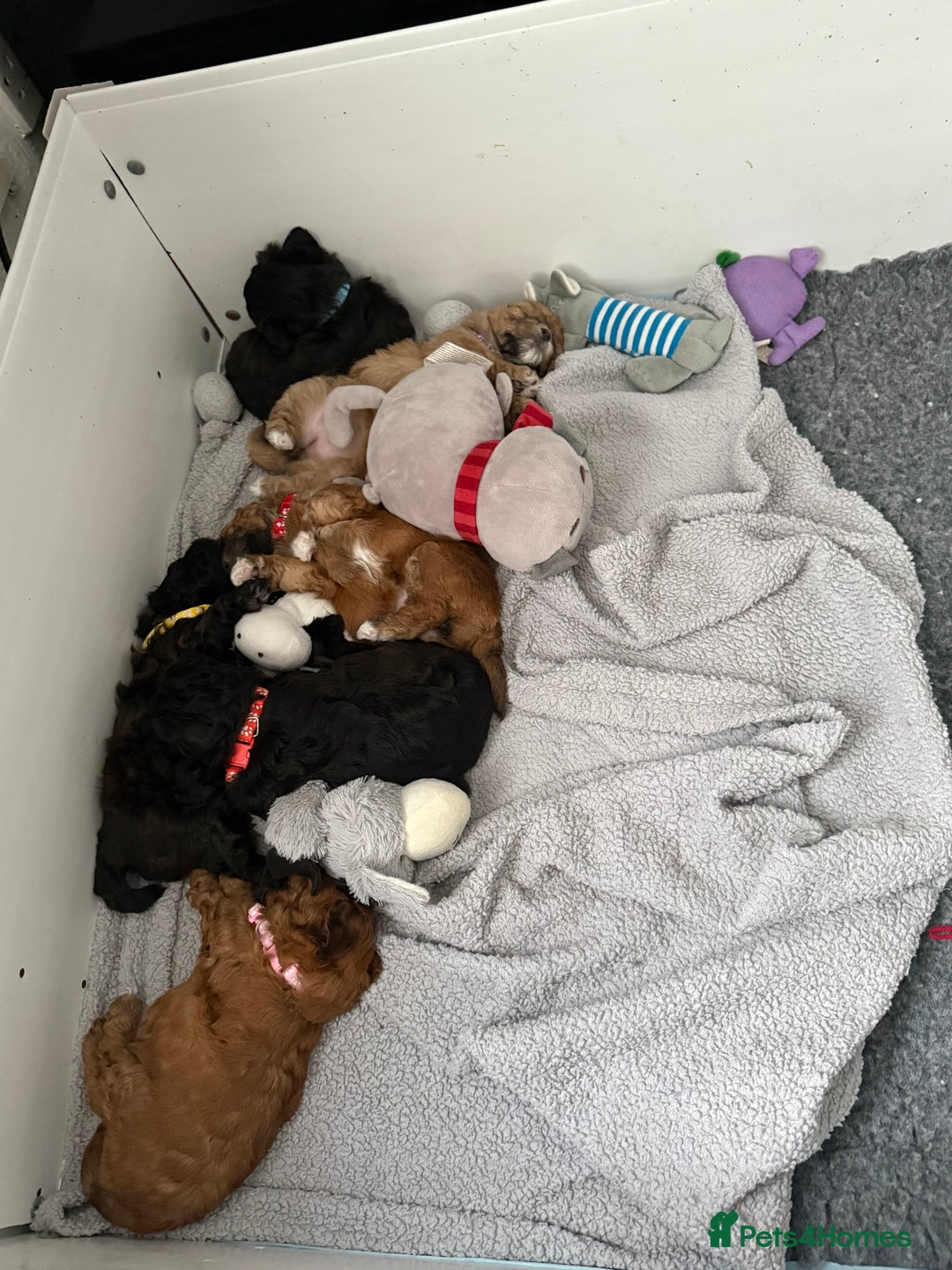 Maltipoo dogs for sale: Outstanding Malshipoo puppies - Image 37