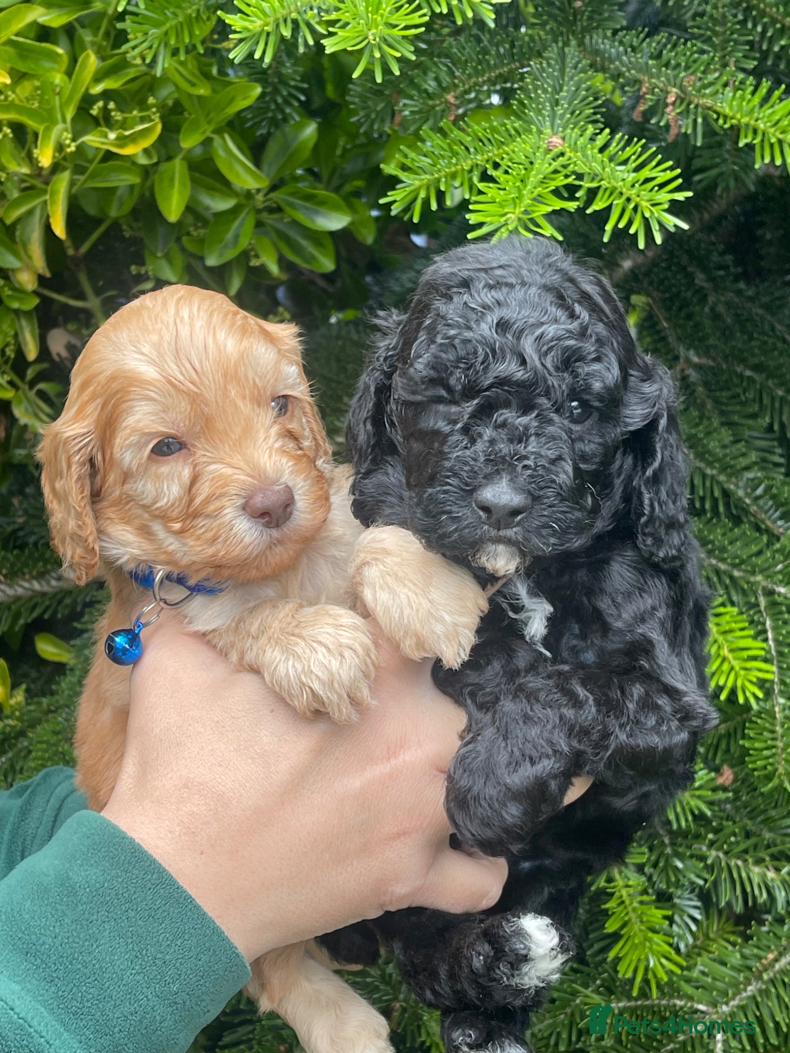 Cockapoo dogs Cockapoo - Advert 4