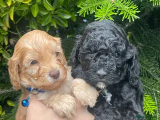Cockapoo dogs Cockapoo - Advert 4