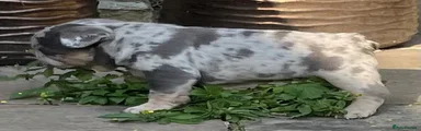 French Bulldog 3