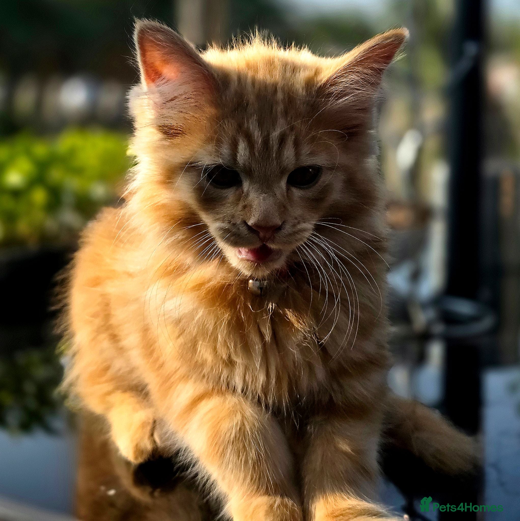 Maine Coon cats Maine Coon Kittens  - Advert 5