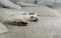 Ragdoll cats for sale: Beautifully marked tortie ragdoll kitten - Image 1