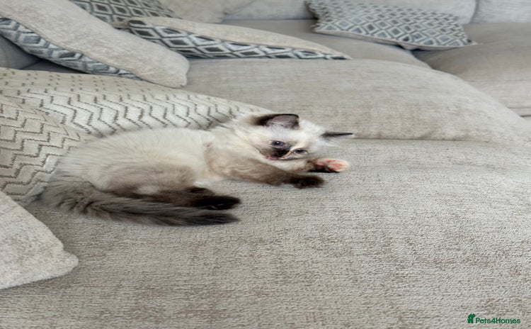 Ragdoll cats - Advert 7