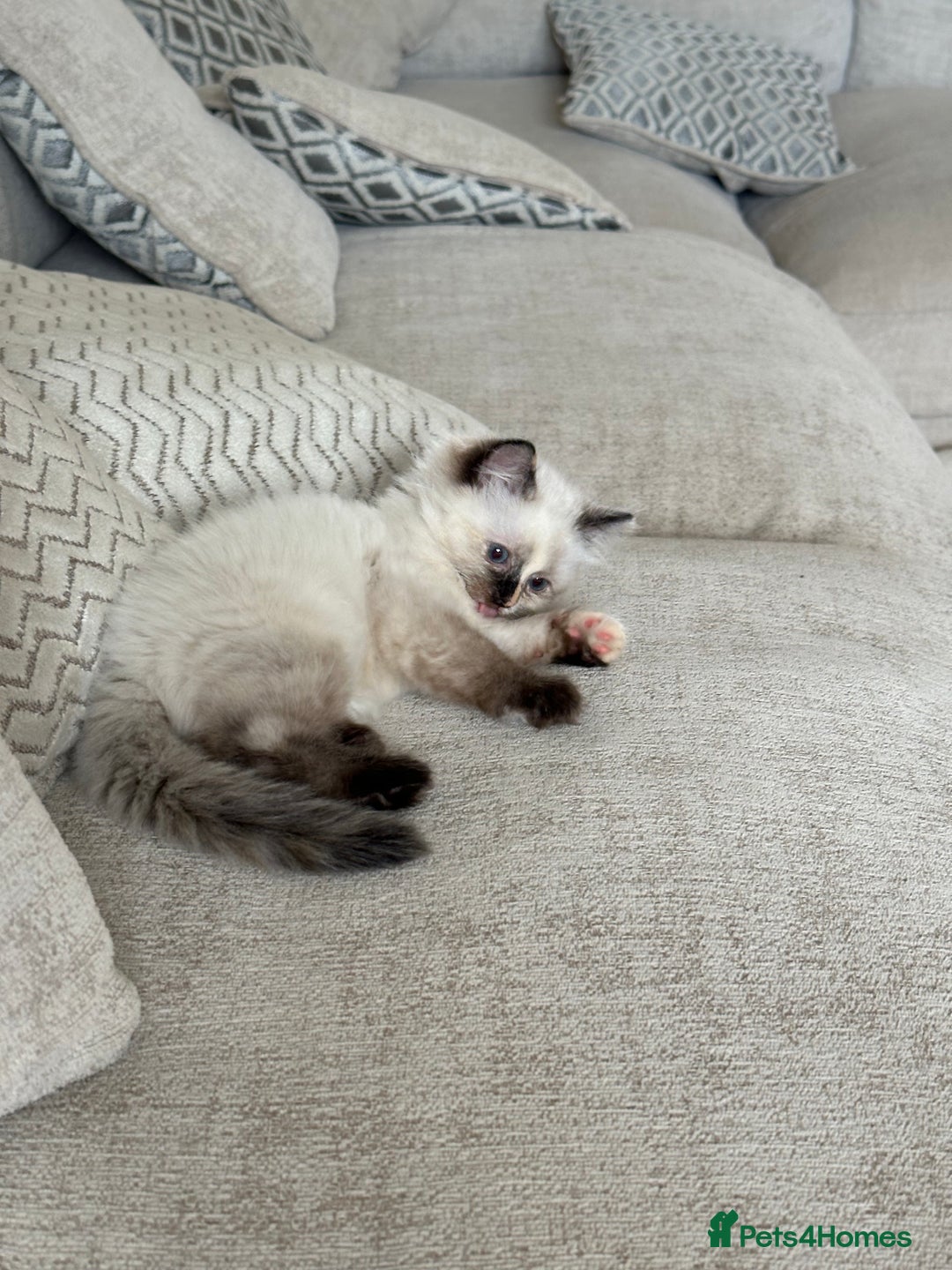 Ragdoll cats for sale: Beautifully marked tortie ragdoll kitten - Image 1