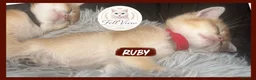 British Shorthair cats for sale:  Beautiful BSH Pedigree Kittens • Ready July 7th - Advert 10