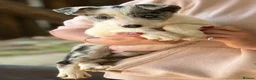 Border Collie dogs for sale: Pedigree Border collie puppies - Advert 7