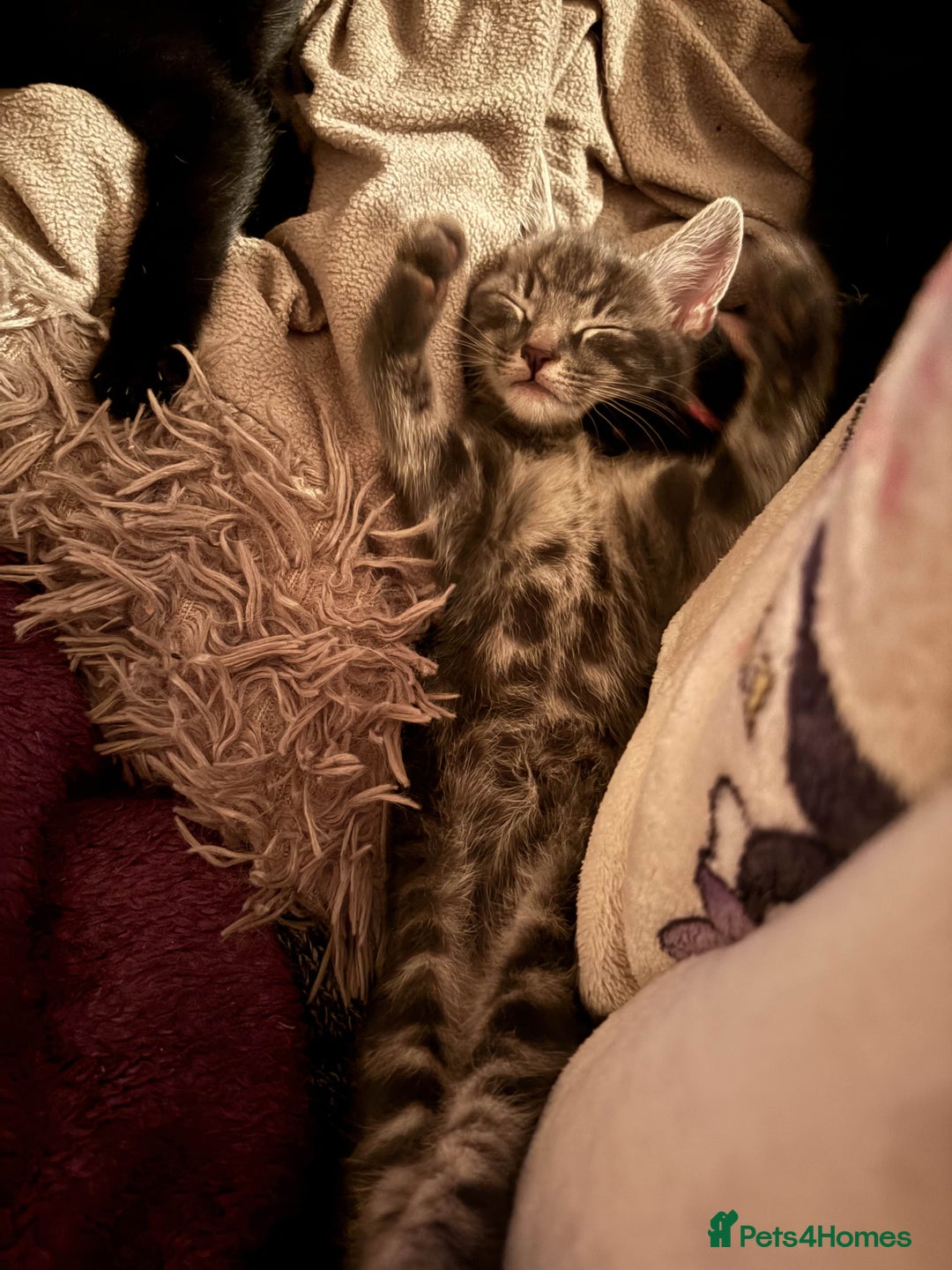 Mixed Breed cats for sale: Adorable Grey kitten  - Advert 1