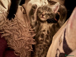 Mixed Breed cats Adorable Grey kitten - Advert 3