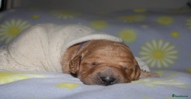 Mini Goldendoodle dogs - Advert 5