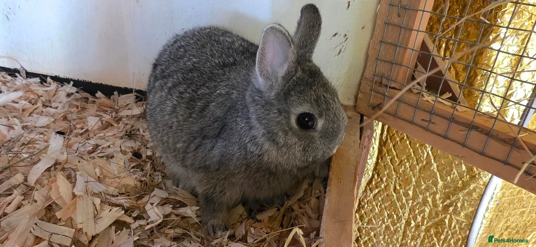 Mini Lop rabbits for sale: NETHERLAND DWARF  - Advert 1