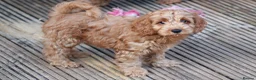 Cockapoo dogs for sale: Boy and girl  - Advert 2