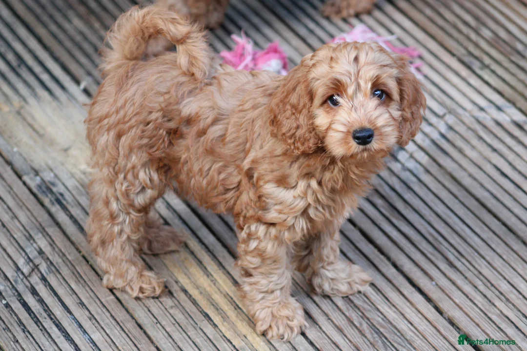 Cockapoo dogs for sale: Boy and girl  - Advert 2