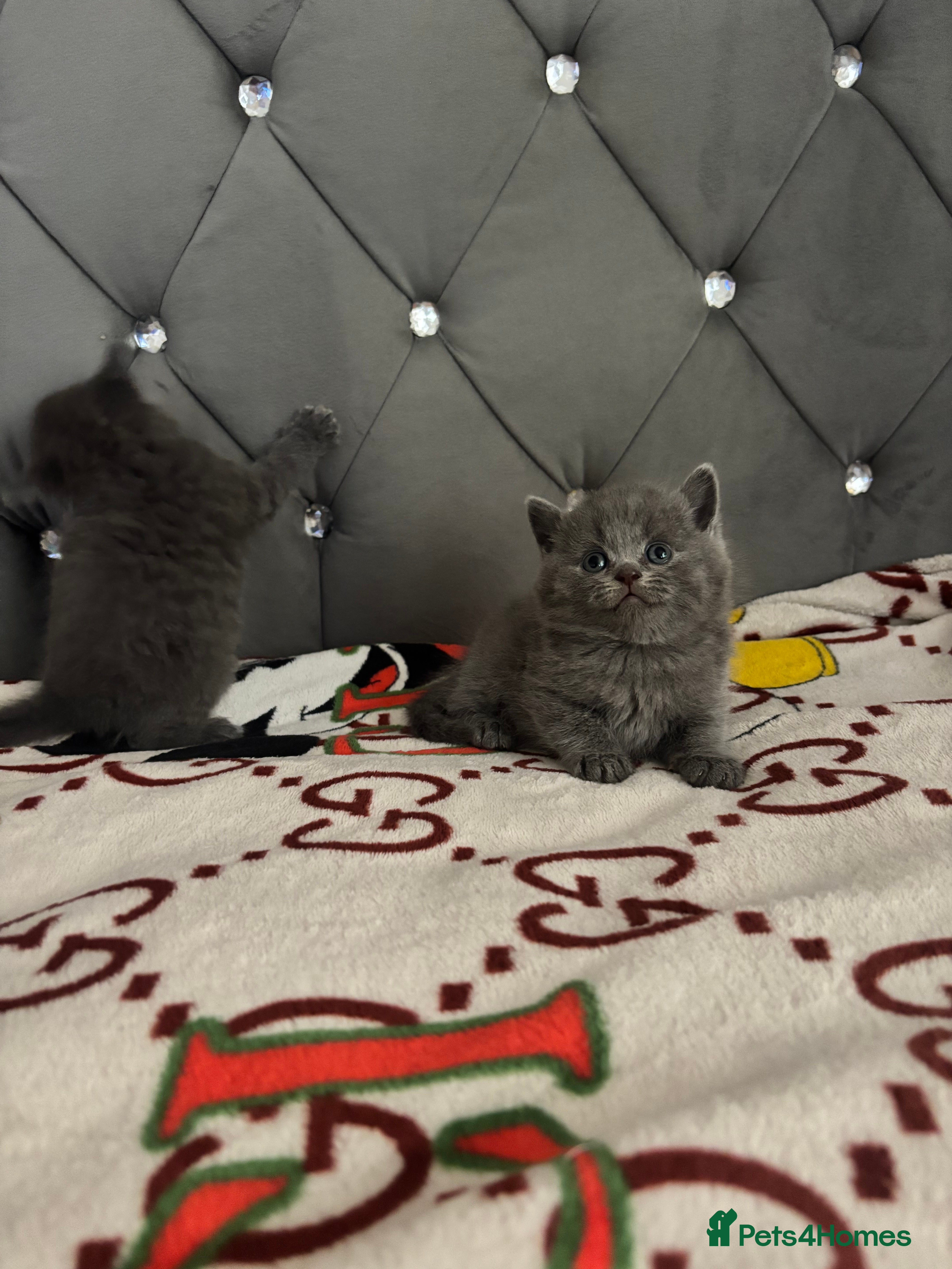 British Shorthair cats British shorthair kitten looking new home ❤️ - Advert 2