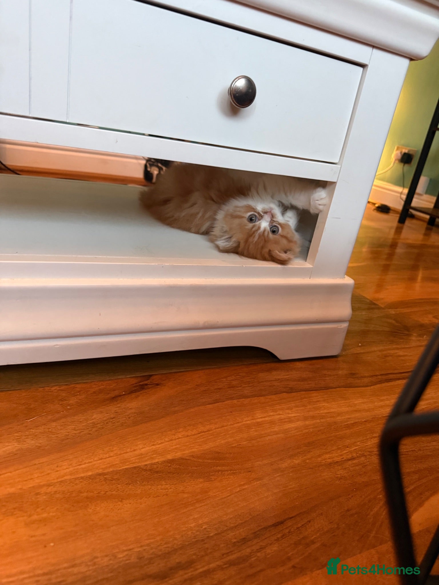 Persian cats Stunning persian kittens £495 - Advert 1