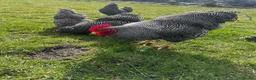 Chickens poultry for sale: Barred Plymouth Rock Hatching Eggs - Advert 3