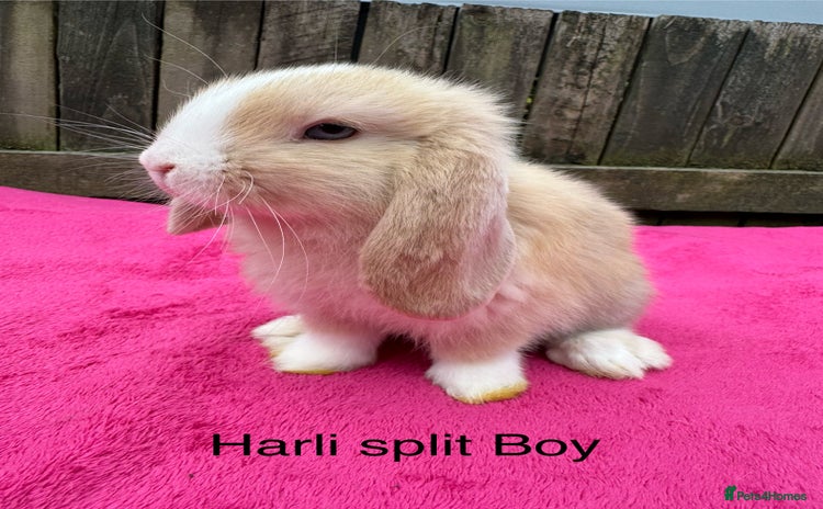 Mini Lop rabbits - Advert 1