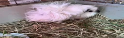 Guinea Pig rodents for sale: Beautiful mixed litter of Lunkarya babies  - Advert 5